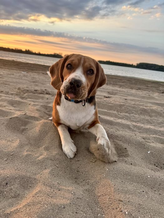 Vand mascul Beagle cu Pedigree