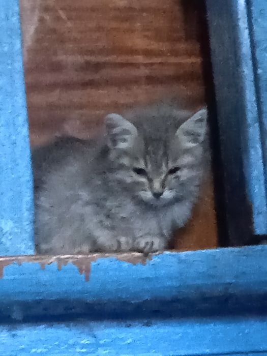 Отдам бесплатно Котят