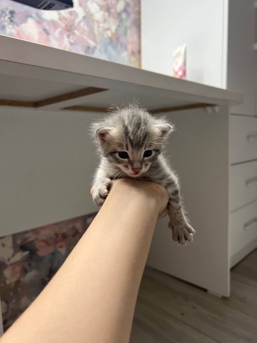 продаются вислоухие котята