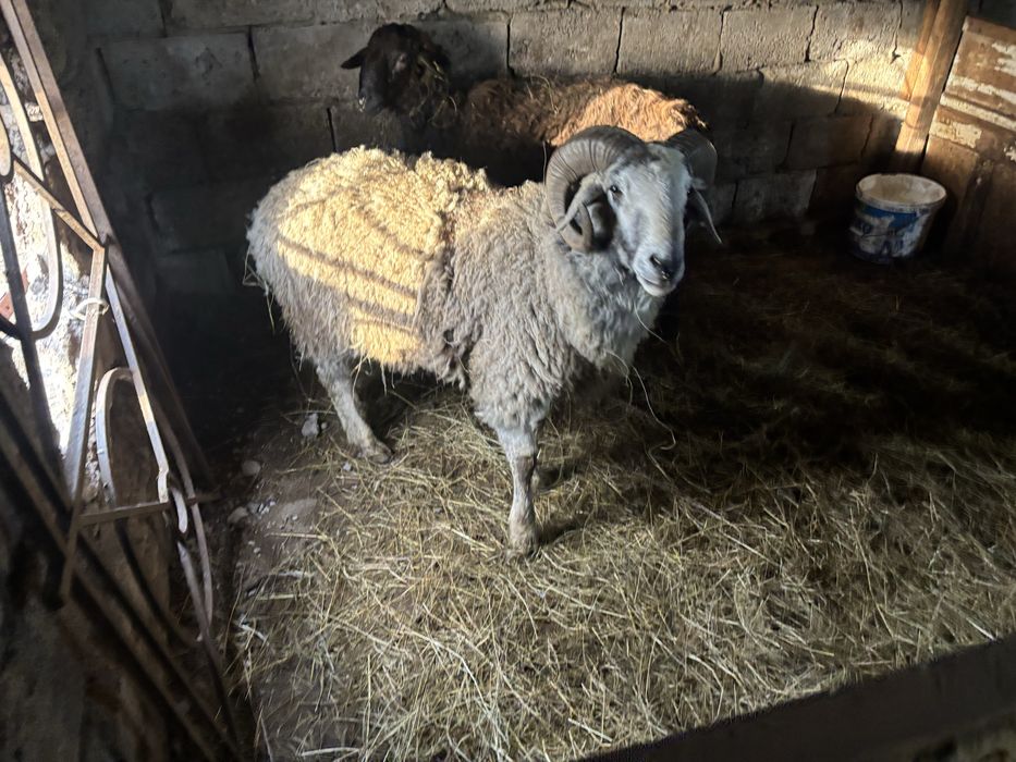 Қошқар     сатам.