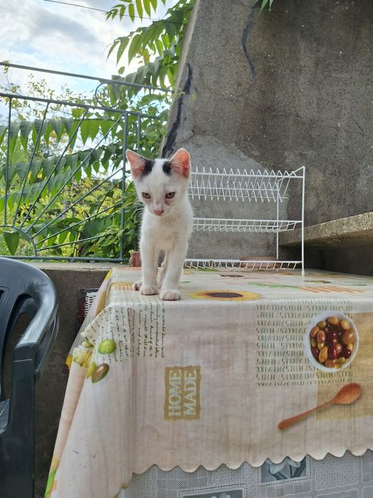 Подарявам малки котенца