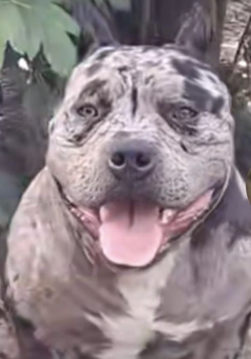 Американский булли на вязку