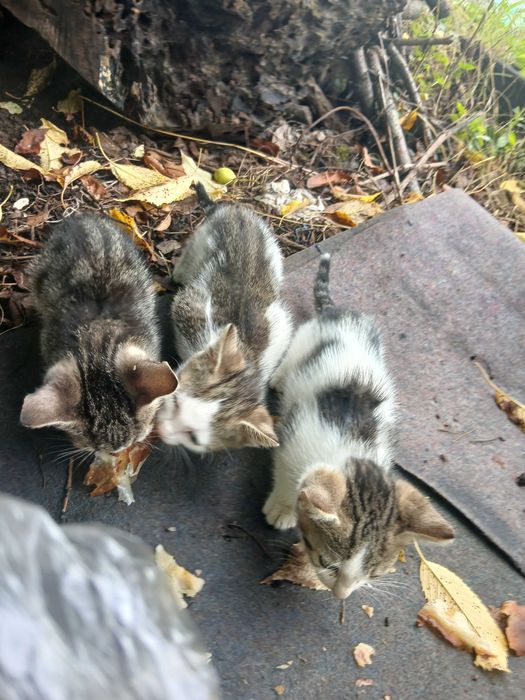 подарявам  малки котенца