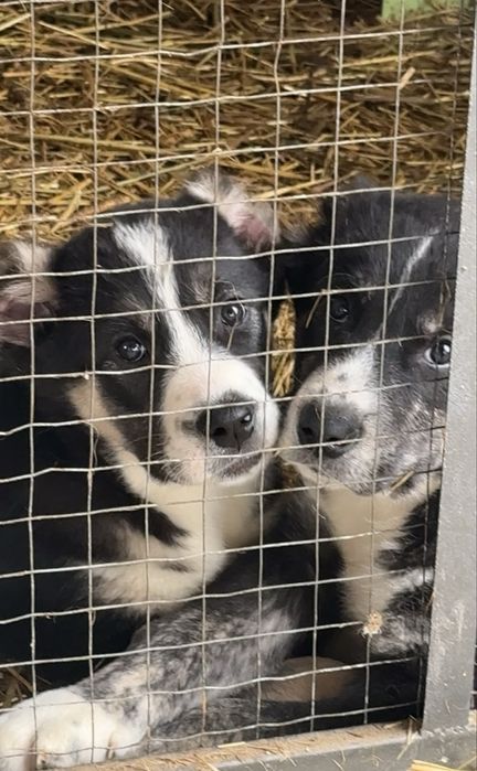Щенки  Алабая Туркменские