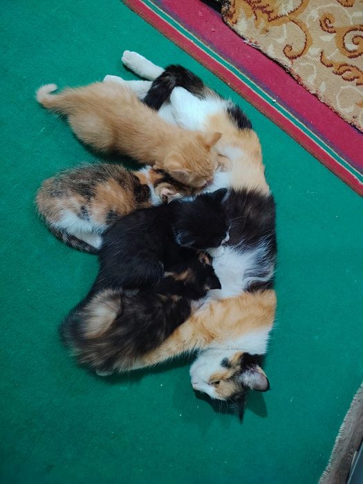 Отдам котят даром