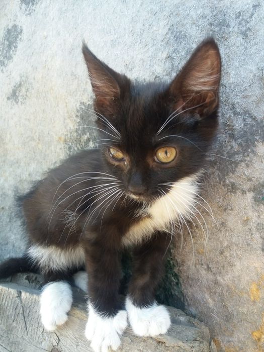 Отдам котенка, 3 месяца, мальчик
