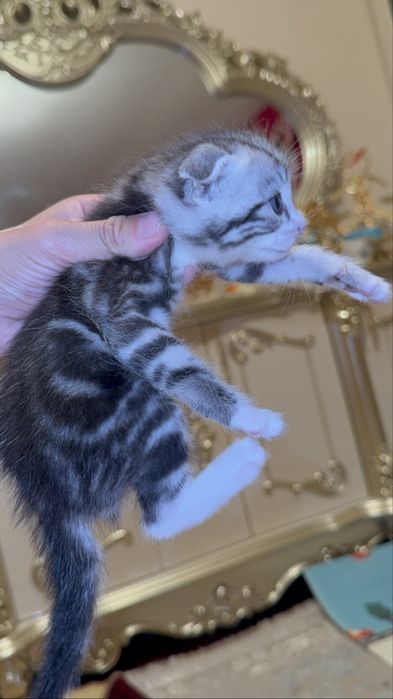 Британский мысықтар сатылымда