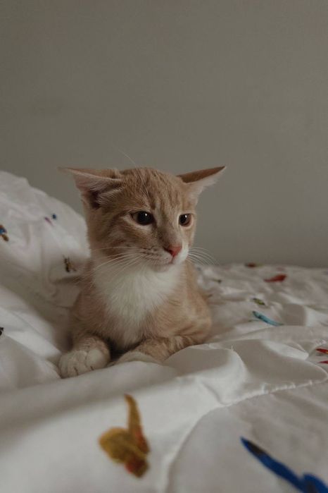 Игривый котенок 4 месяца