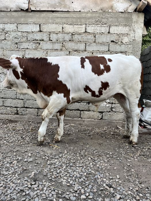 Vand vitel bălțat românesc