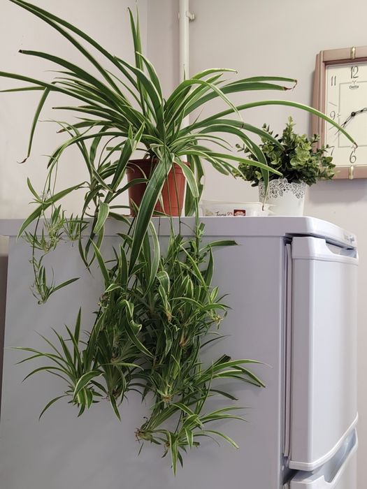 Хлорофитум цветок