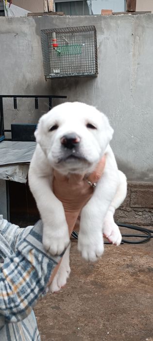 Алабай # мальчик #