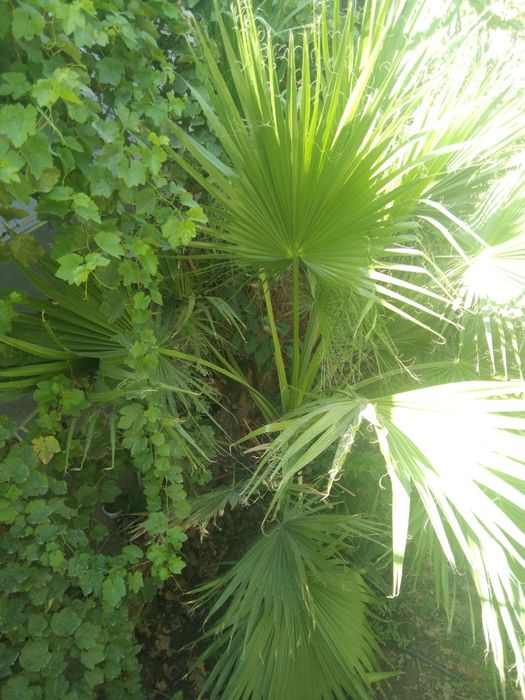 Palma gul sotiladi. Narxi bir yarim million  söm. Narxi yana kelishila