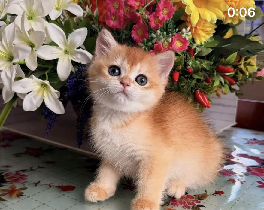 Золотые шиншиллы шоу класса