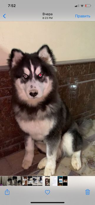Хаски собака шенки