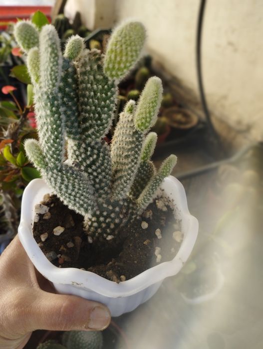 Кактусы и сукулнты