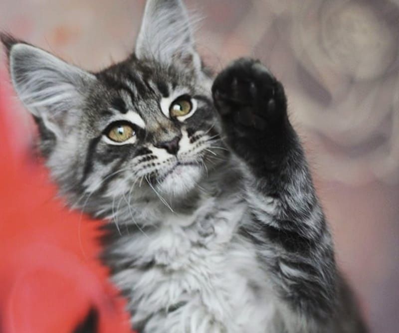 Котята мейнкун продаю