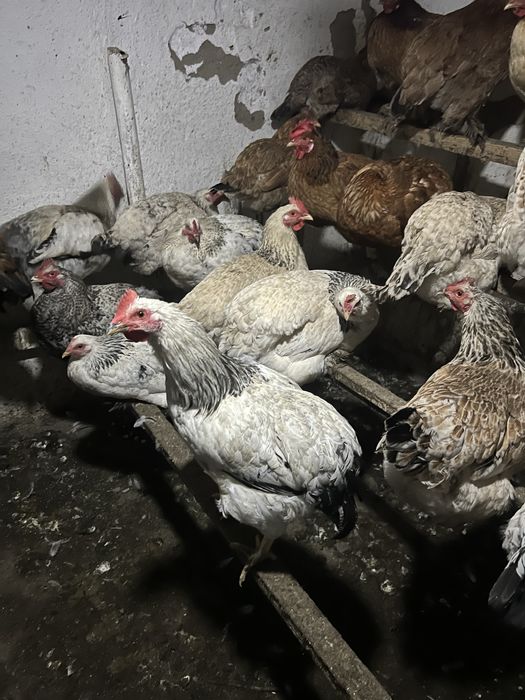 Петушки молодые разные