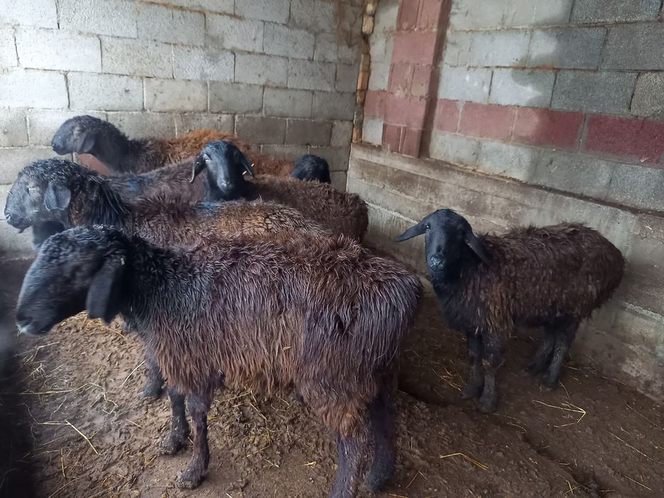 Қой, тоқтылар сатылады