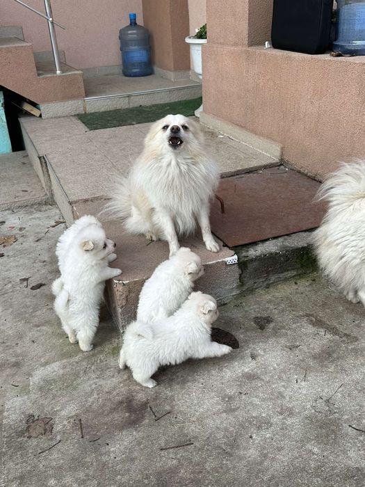 Среден немски шпиц