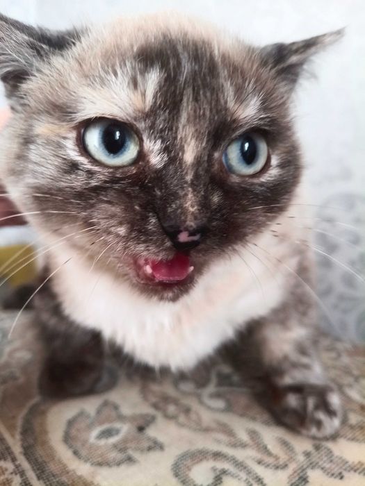 Кошечке нужен дом