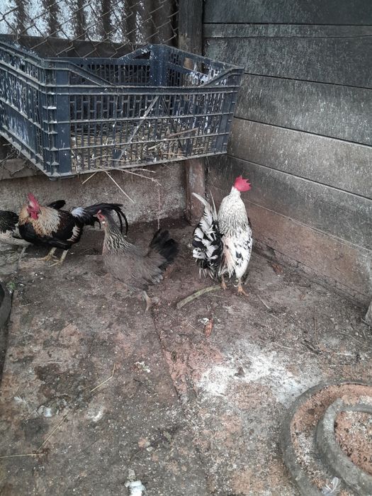 Găini pitice tinere