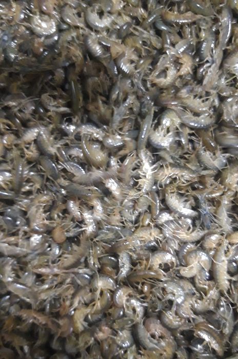 Мотыль, бармаш, живец