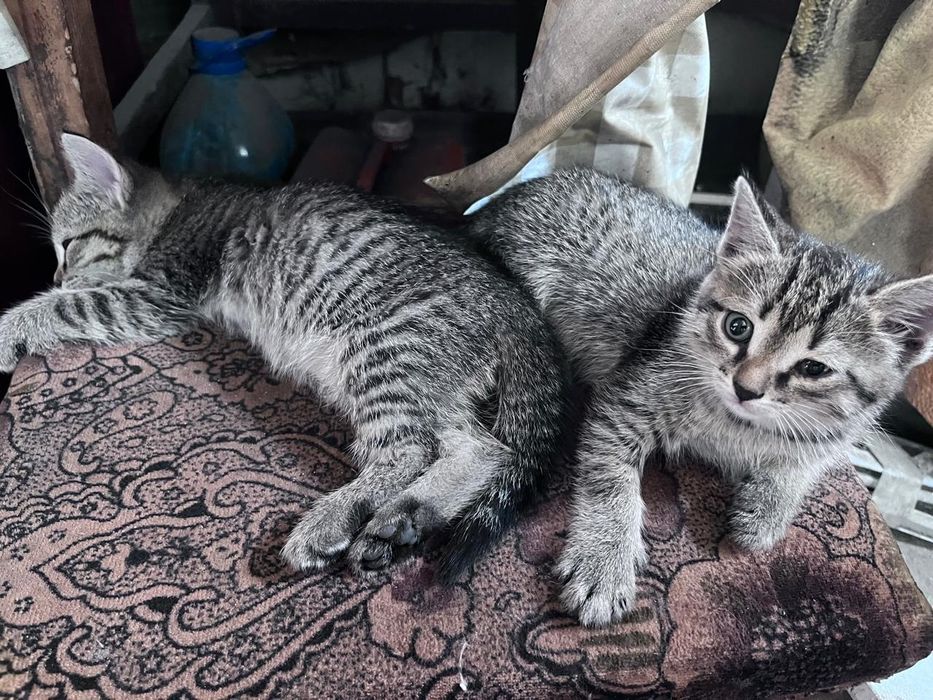 Красивые котята. Отдам в добрые руки