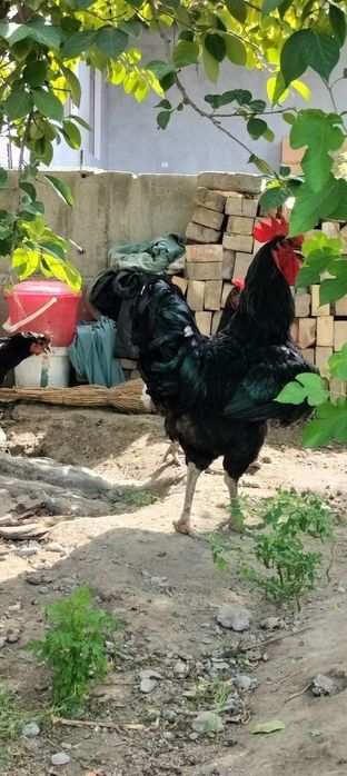 Кора шахзода гегант