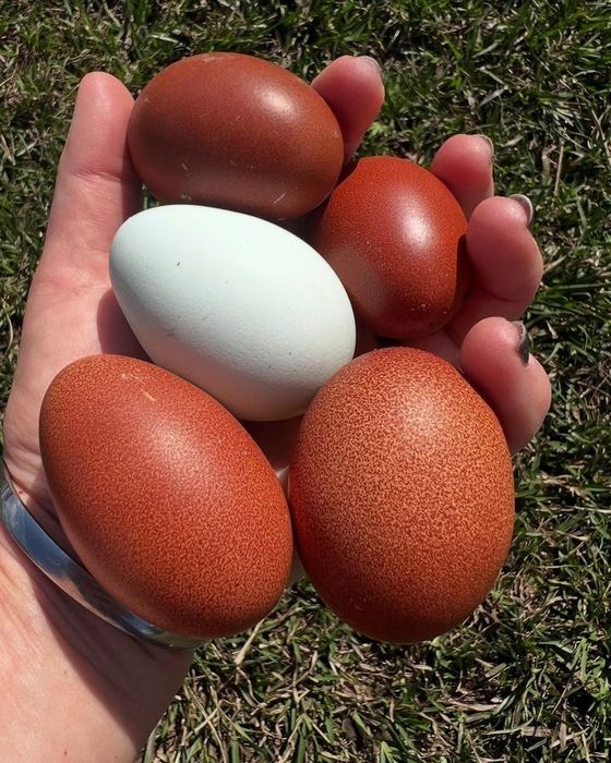 Маран зотли товук тухумлари