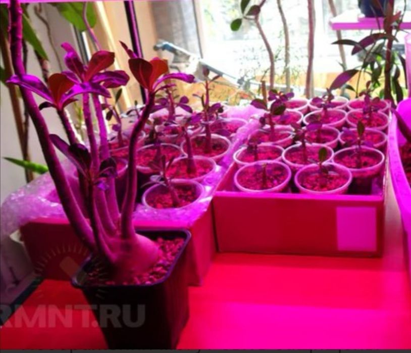 Фитолампы для цветов