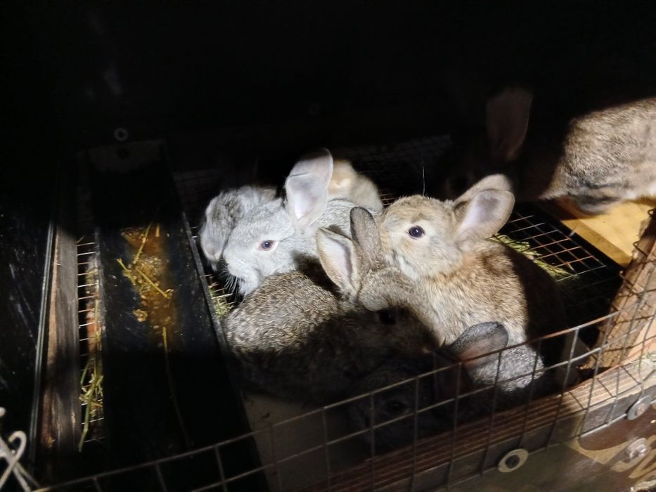 Продаются кролики с