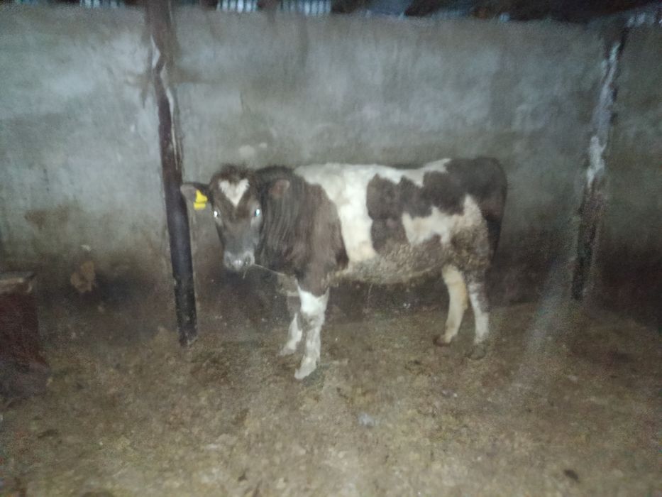 Продам 3 быка с откорма