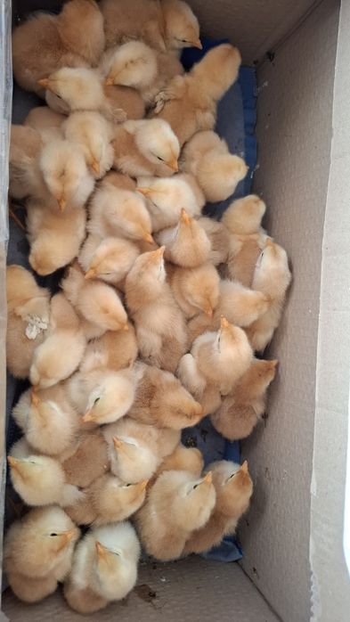 Pui gaina New Hampshire si Wyandotte gsg