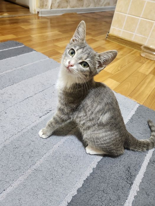Котёнок в добрые руки