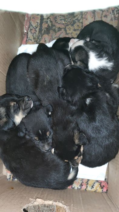 Ищут дом 2 девчонки!