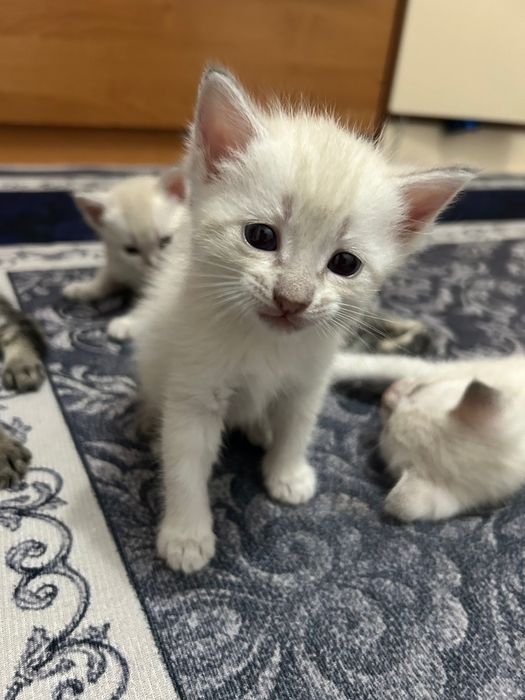 Маленькие котята