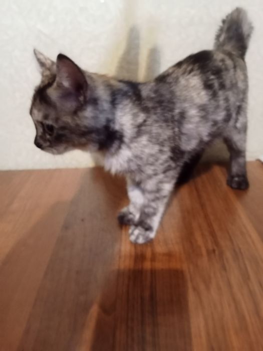 Отдам котенка, ей 4месяца