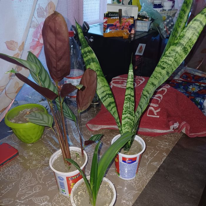 Цветы комнатные .