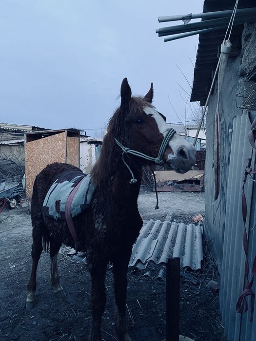 Тай сатылады аз маз саудасы бар.