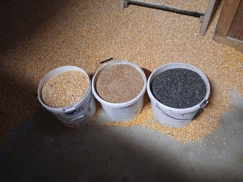 Vând porumb,grâu,triticale,floarea soarelui.
