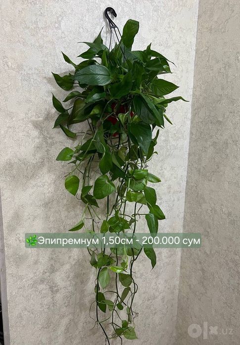 Эпипремнум Марбл, Эпипремнум Нжой и другие растения