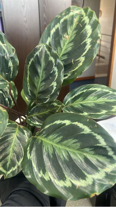 Калатея разные сорты