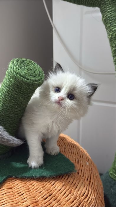 Regdoll Рэгдолл!!!