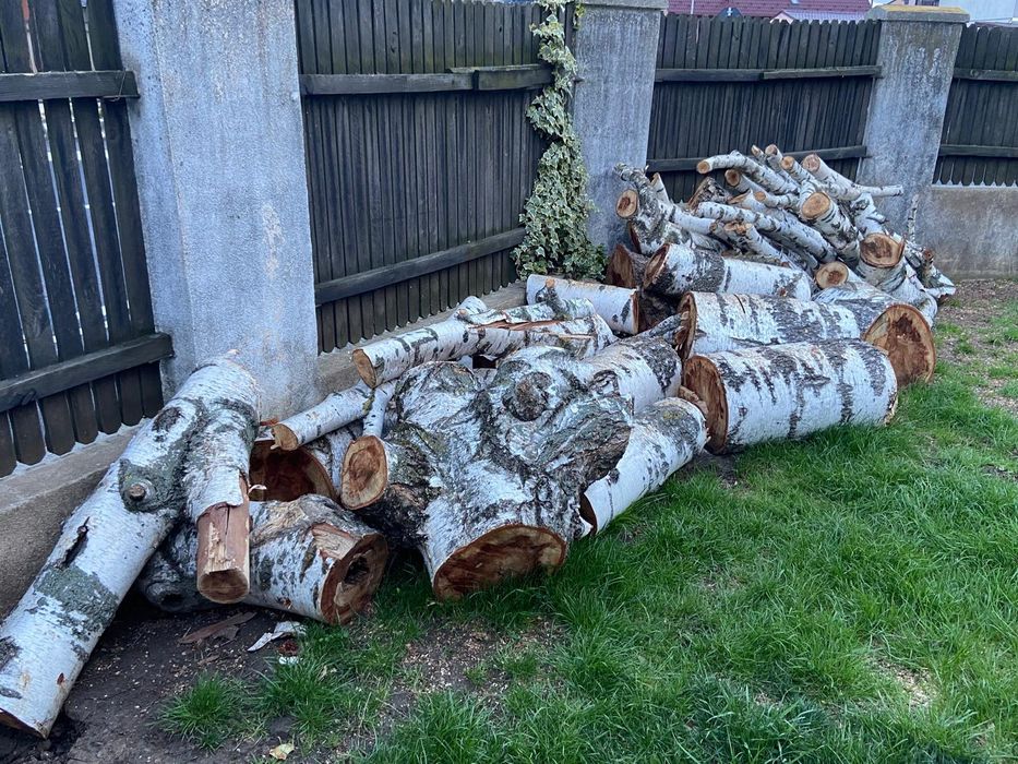 Lemn mesteacan pentru foc sau bricolaj