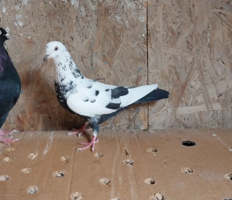 Бакинские Голуби