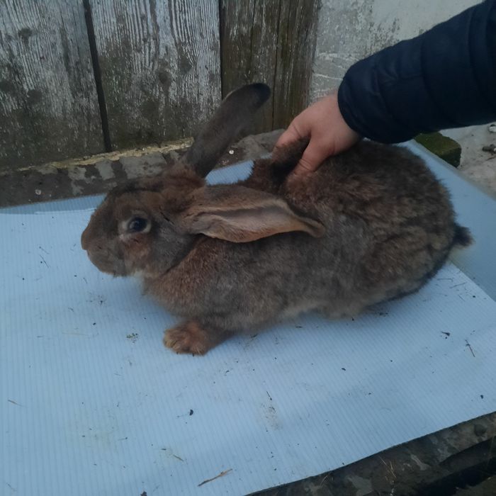 Iepuri uriaș german