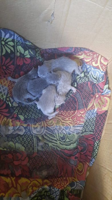 Вязка кот британец