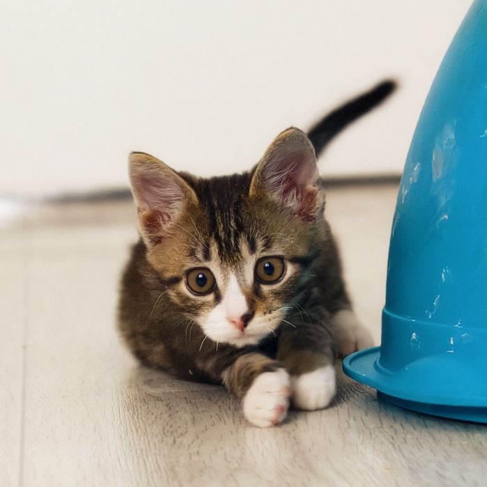 Котенок в самые добрые руки!