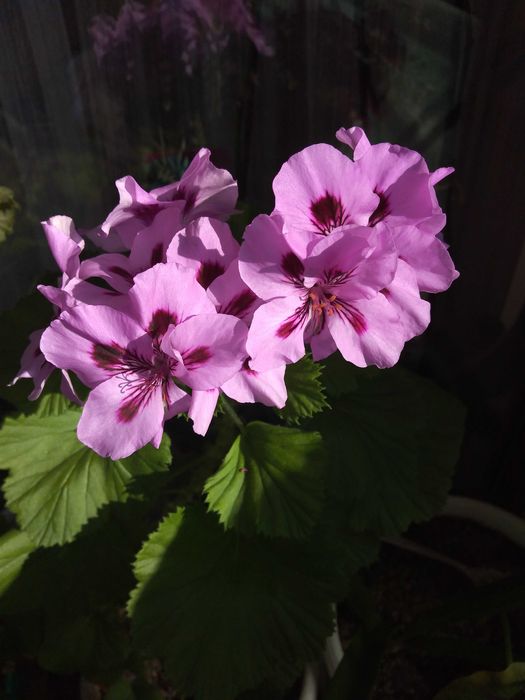 Резници на мушкато,сакъзче, налба, 1 бр. за 0,90ст, различни цветове