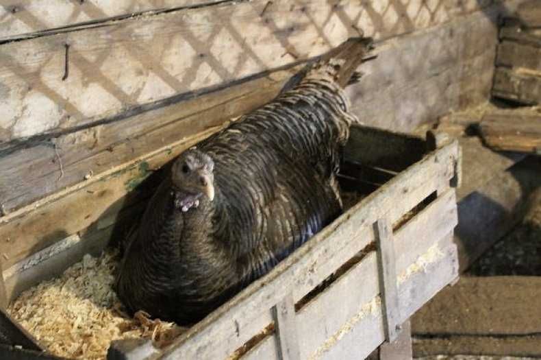 Индук курк булган , сидит на яйцах